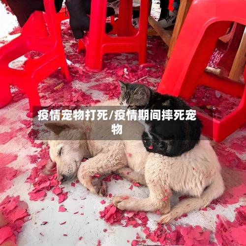 疫情宠物打死/疫情期间摔死宠物-第3张图片