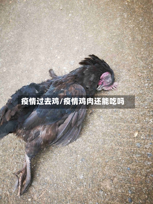 疫情过去鸡/疫情鸡肉还能吃吗-第2张图片