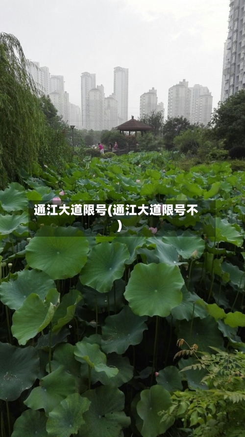 通江大道限号(通江大道限号不)-第3张图片