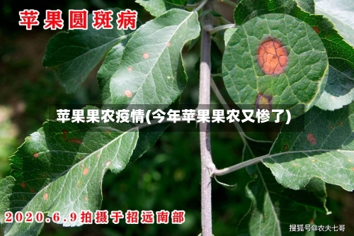 苹果果农疫情(今年苹果果农又惨了)