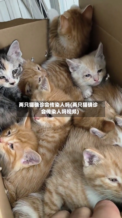 两只猫确诊会传染人吗(两只猫确诊会传染人吗视频)-第2张图片