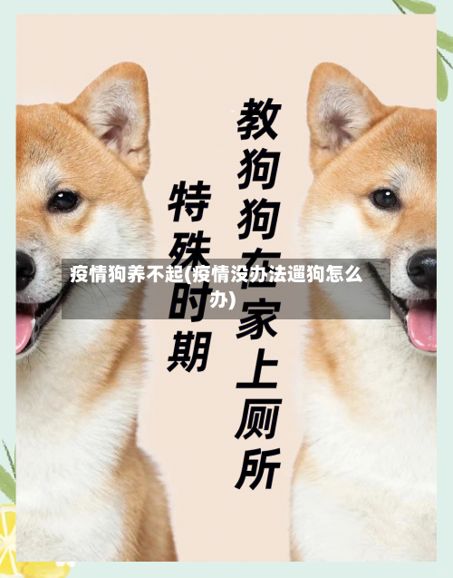 疫情狗养不起(疫情没办法遛狗怎么办)