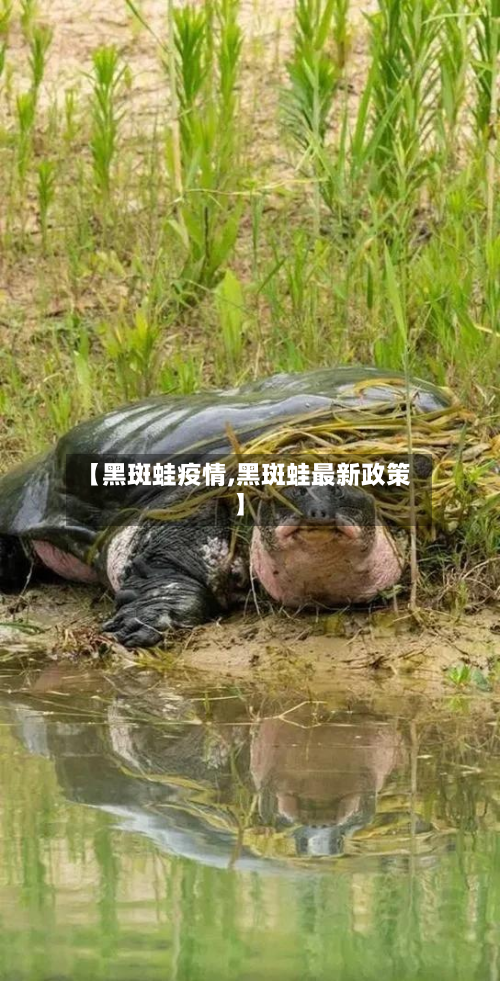 【黑斑蛙疫情,黑斑蛙最新政策】